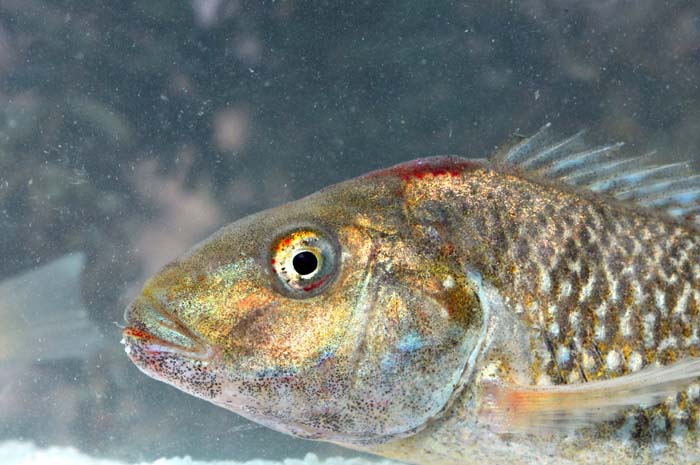 Iranocichla